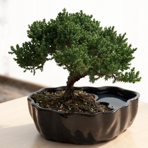 Tinyroots Bonsai Humidity Tray, 7-Inch Drip Tray, Maintains Moisture for Plants and Helps Protect Furniture, Bonsai Tray for Cactus, Succulents