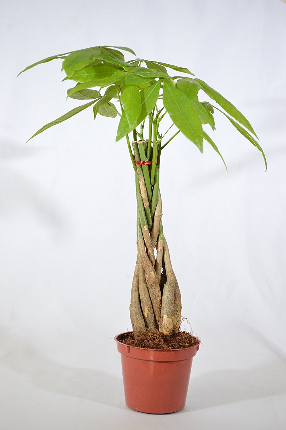 braided tree plant