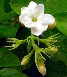 Arabian Tea Jasmine Plant Maid Of Orleans 6 Pot 9greenbox