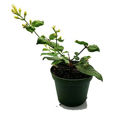 Ohio Grown Arabian Tea Jasmine Plant - Maid of Orleans - 4 Pot