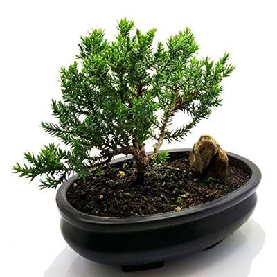 Juniper Bonsai Tree LIVE 3-4 Years Old Juniper Procumbens 'nana' Glazed  Ceramic Indoor Gardening Houseplant Bonzai Plant Home Decor Gift 