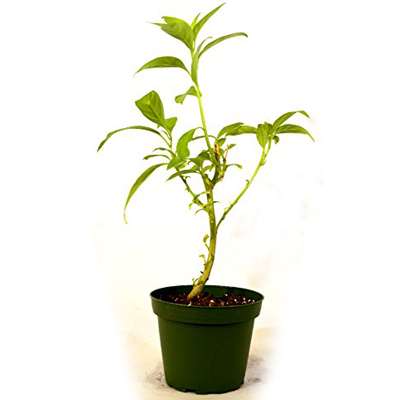 Night Blooming Jasmine Plant - Cestrum nocturnum - 4 Pot - Hirt's