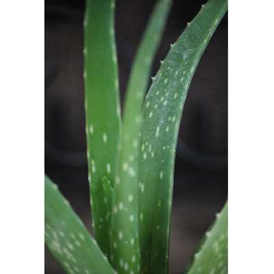 Live Aloe Vera - Indoor Bonsai - w/Fertilizer Gift Medicine Plant - 9GreenBox