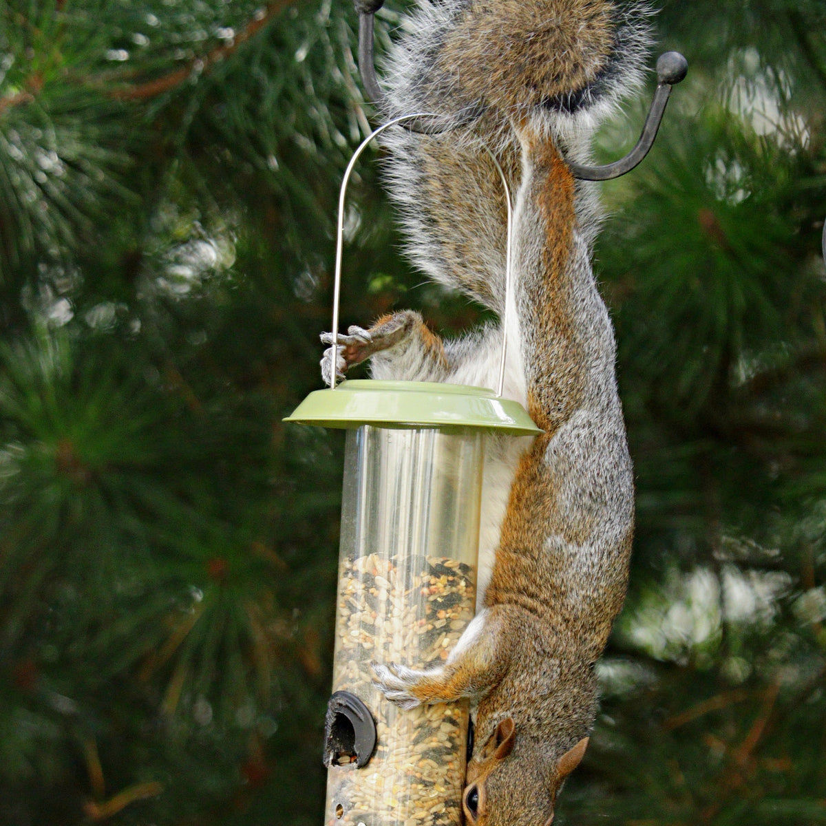 no squirrel bird seed