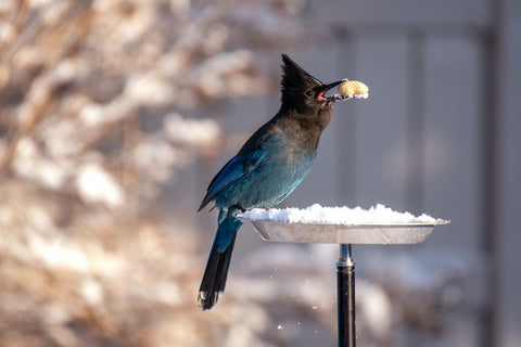 A bird eats from a tray bird feeder.