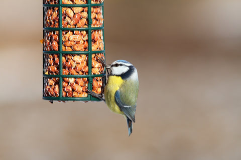 A colorful bird dines at a bird feeder.