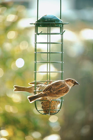 A bird feeds off suet.