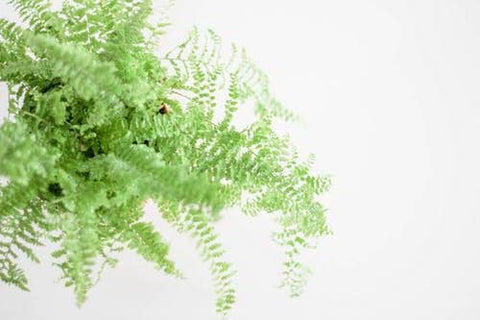Happy Gardens - Boston Fern