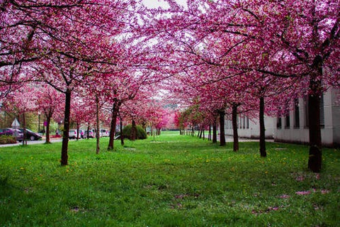 Happy Gardens - Cherry Blossoms