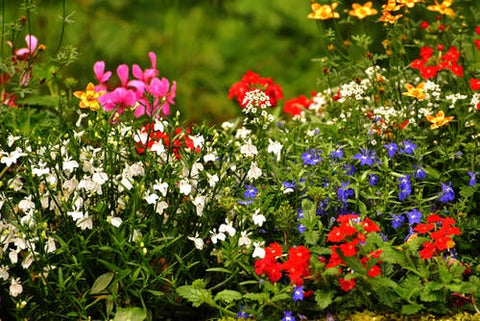 Happy Gardens - Garden Flowers