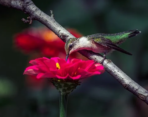 A green hummingbird drinks from a bright red flower.