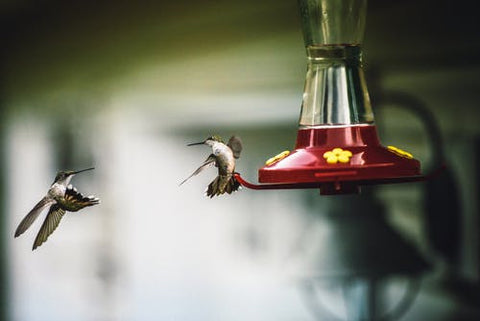 A hummingbird drinks from a red bird feeder.