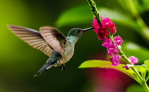 A hummingbird sips nectar from a feeder.