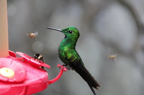 A hummingbird perches on a hot pink flower.