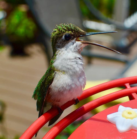 A hummingbird perches on a red feeder.