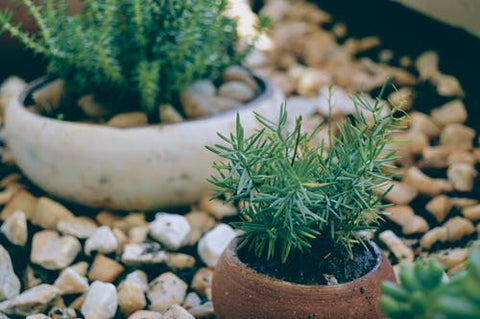 Two green succulents plants are potted next to each other.