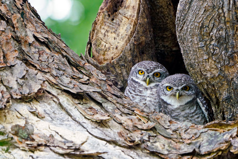 Two owls sit in a tree.