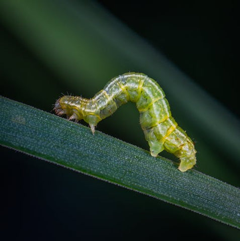 A garden pest crawls on a leaf.