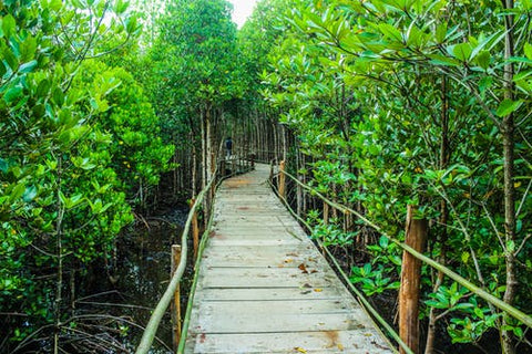 Happy Gardens - Rainforest Garden