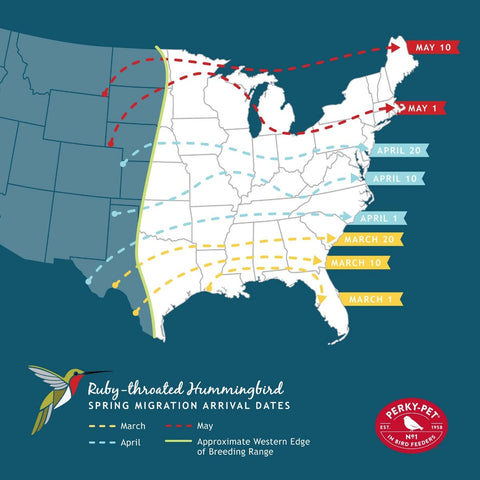 hummingbord migration pattern