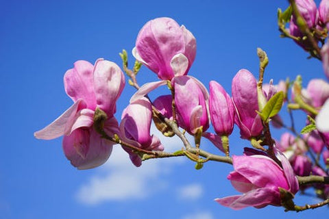 Happy Gardens - San Francisco Magnolias