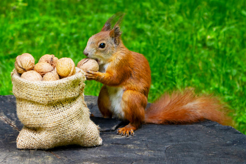 A squirrel eating a bag of nuts.