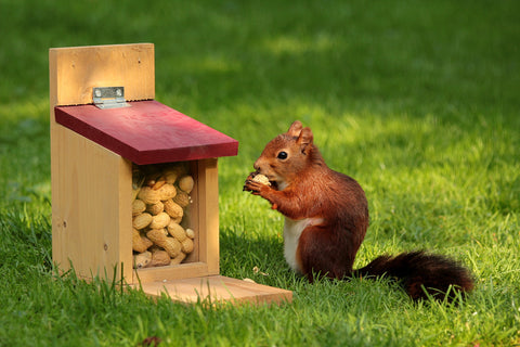 A squirrel eats peanuts from a squirrel feeder.