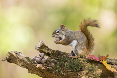 A squirrel on a tree branch.