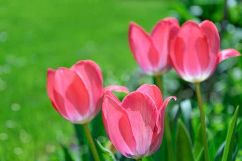 Happy Gardens - Tulips