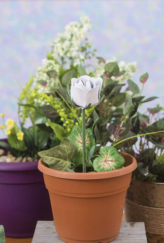 Happy Gardens - White Rose Plant Prick