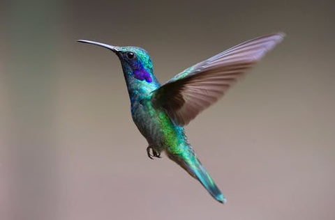 A blue hummingbird flies about.