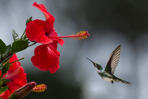 A hummingbird approaches a red flower.