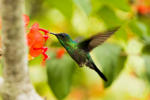 A hummingbird feeds on a flower.