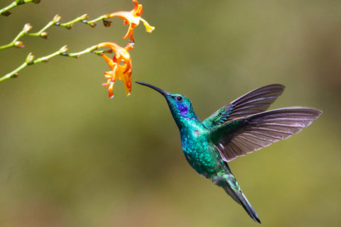 hummingbird in your garden