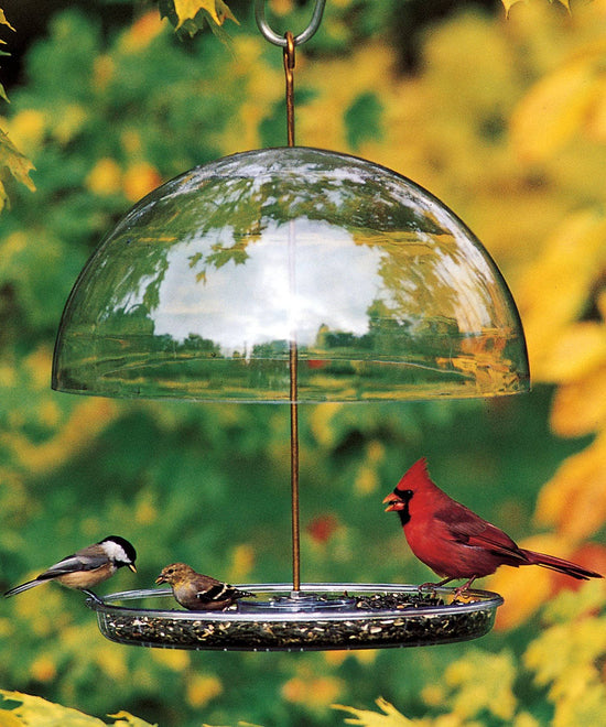 Make This Hanging Glass Bird Feeder to Attract Your Favorites