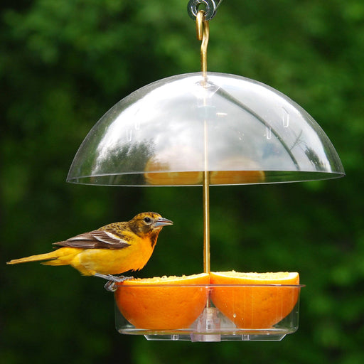 Clear View Window Bird Feeder