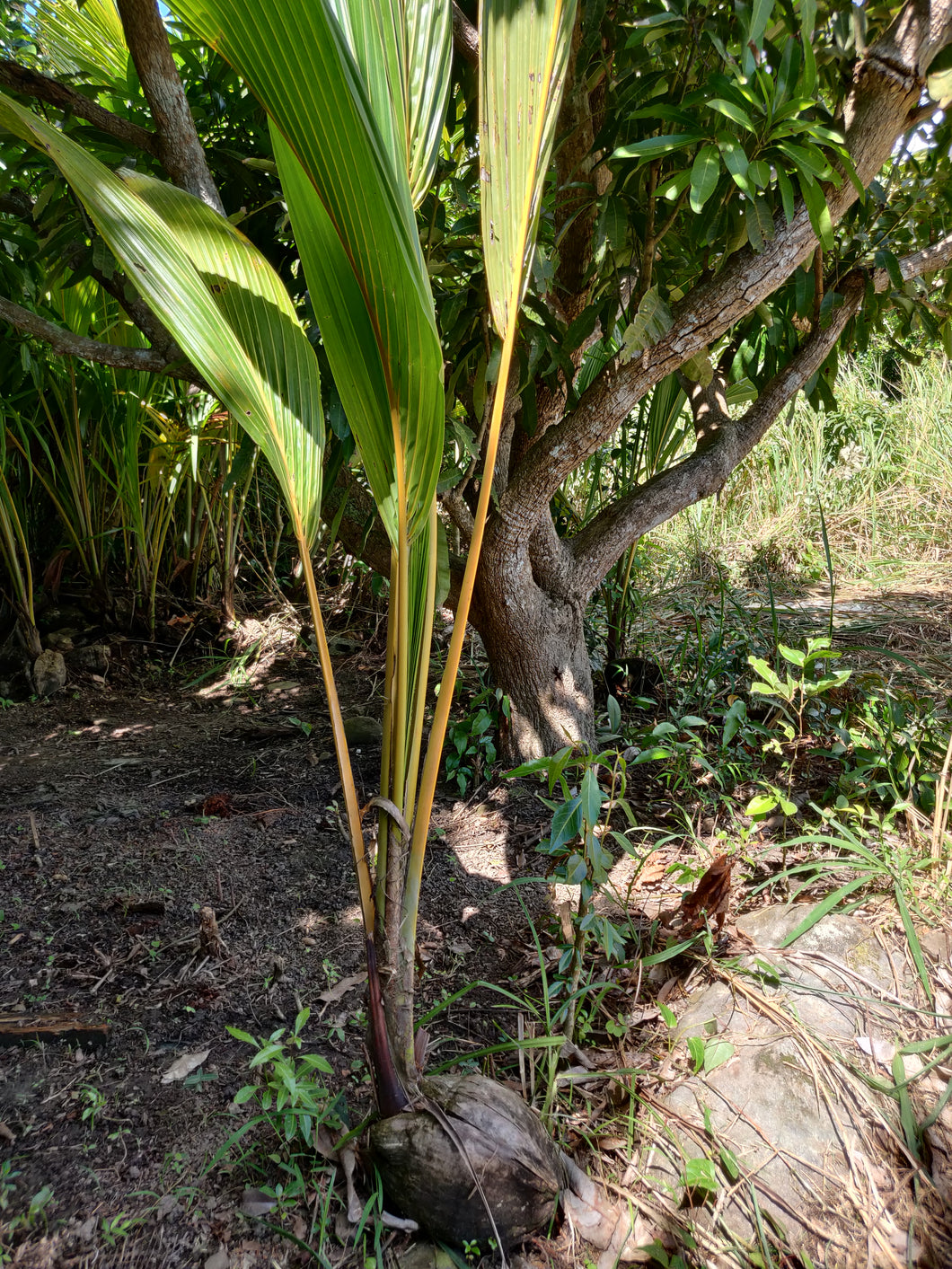 Young Coconut Tree