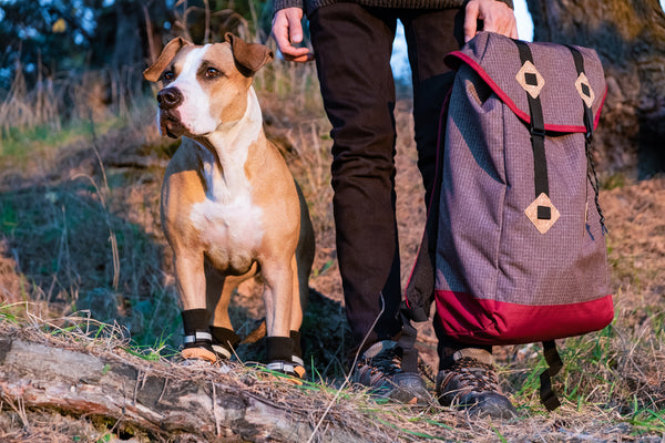 dog camping gear essentials
