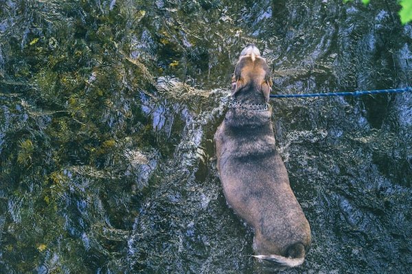 dog camping in usa