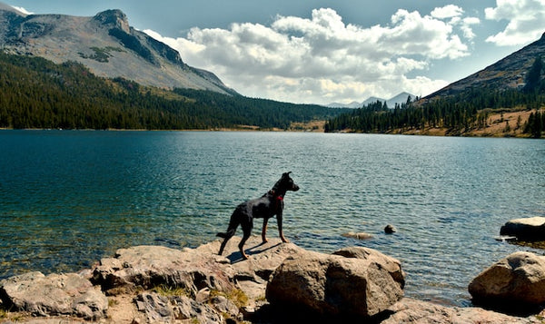 dog campsites in usa