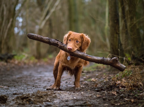 camping with dogs