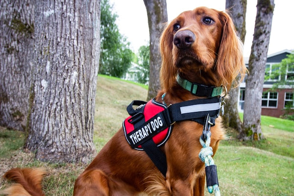 dog camping gear