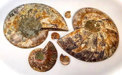 ammonite