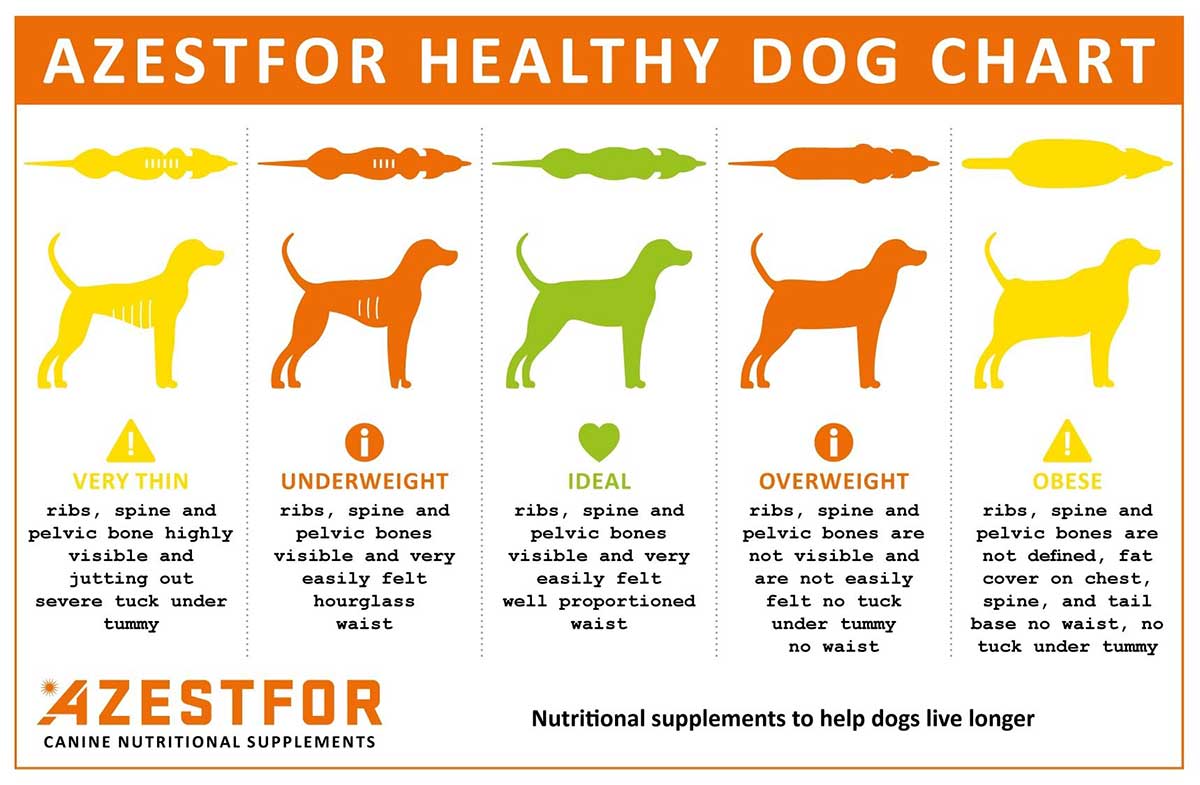 Is My Dog Overweight Chart