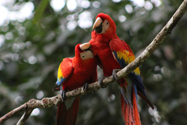 Guacamayas