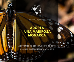 temporada mariposa monarca 2020