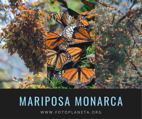 Mariposa Monarca