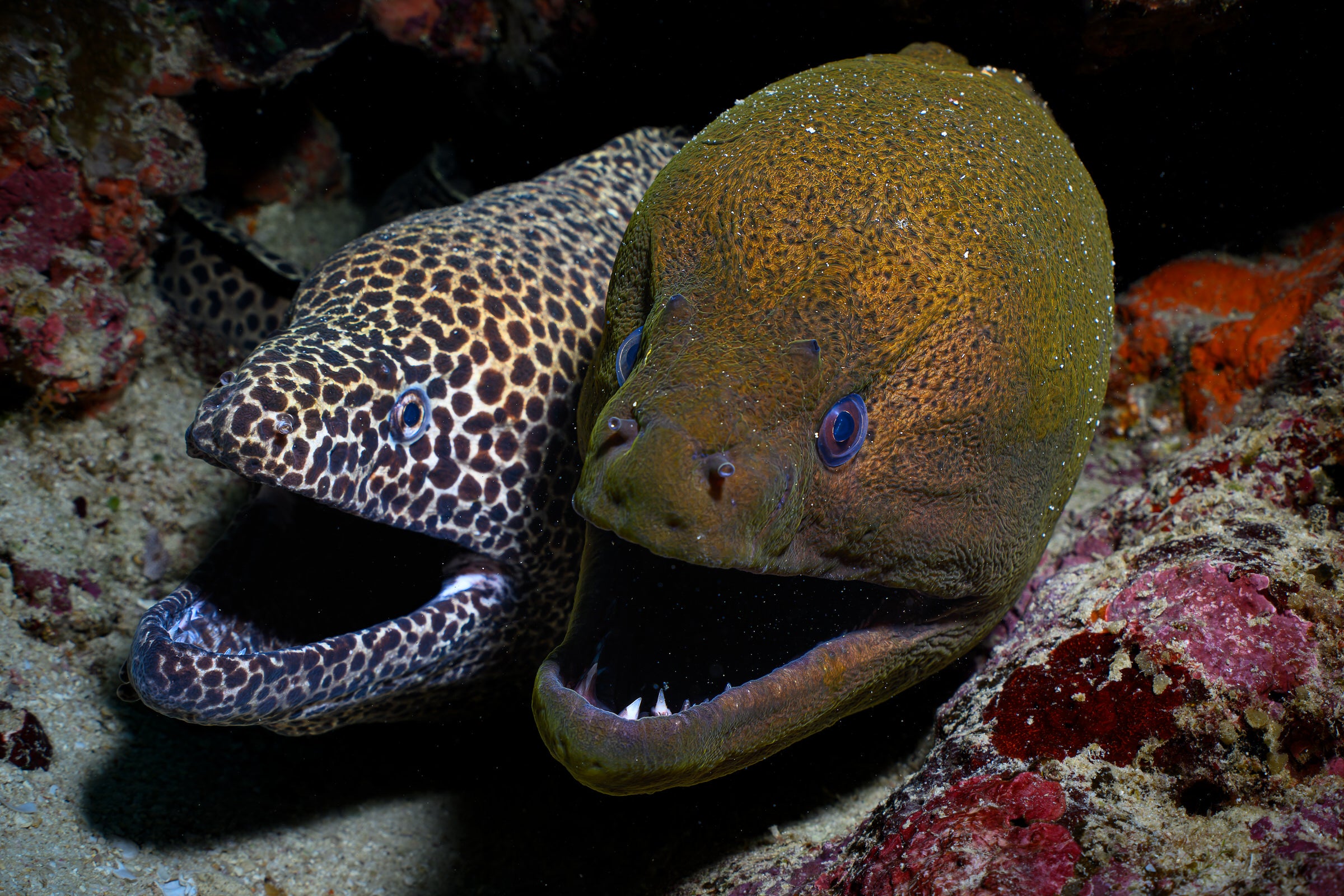 two moray eels in a hole