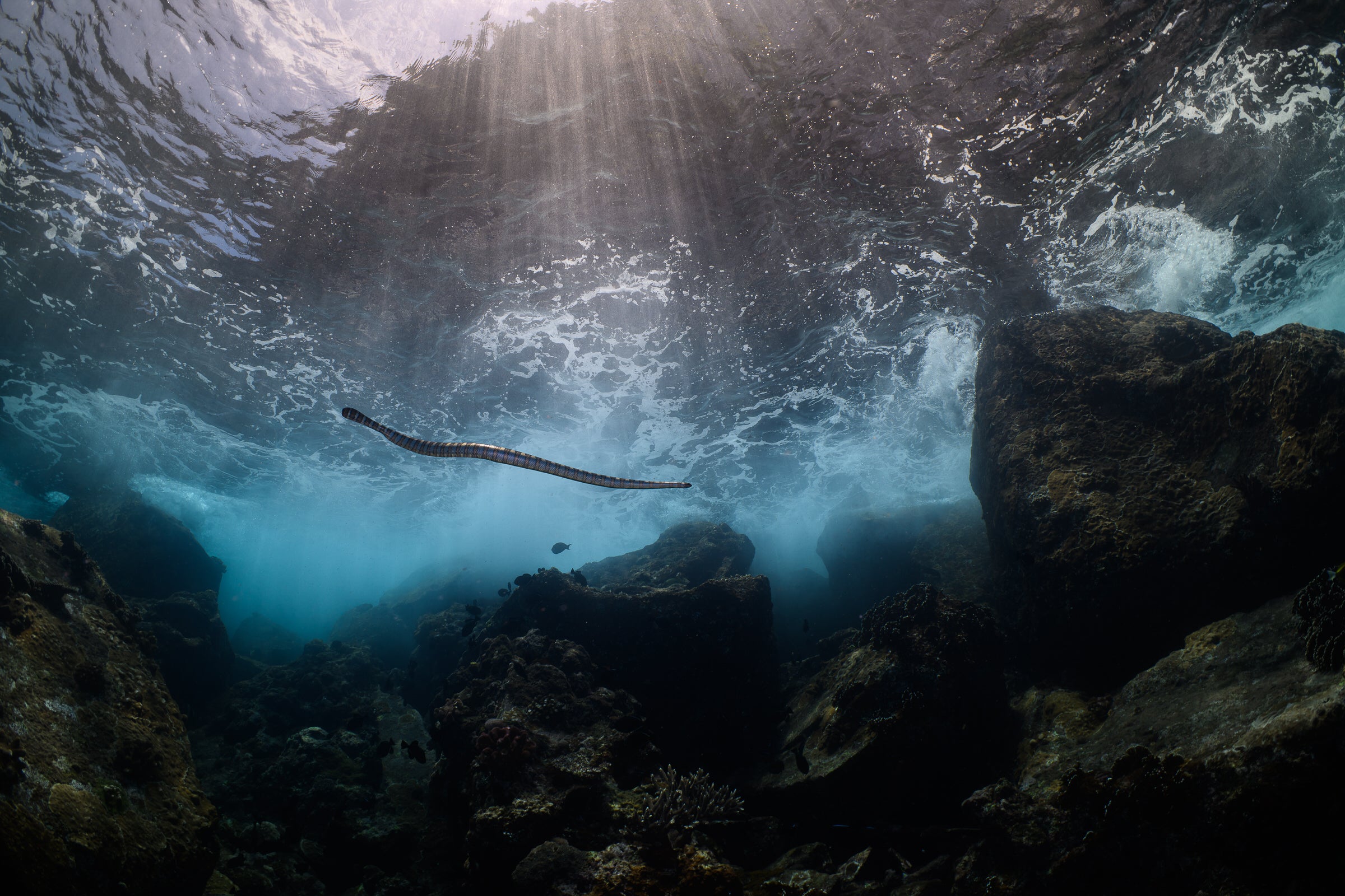 sea snake in the shallows