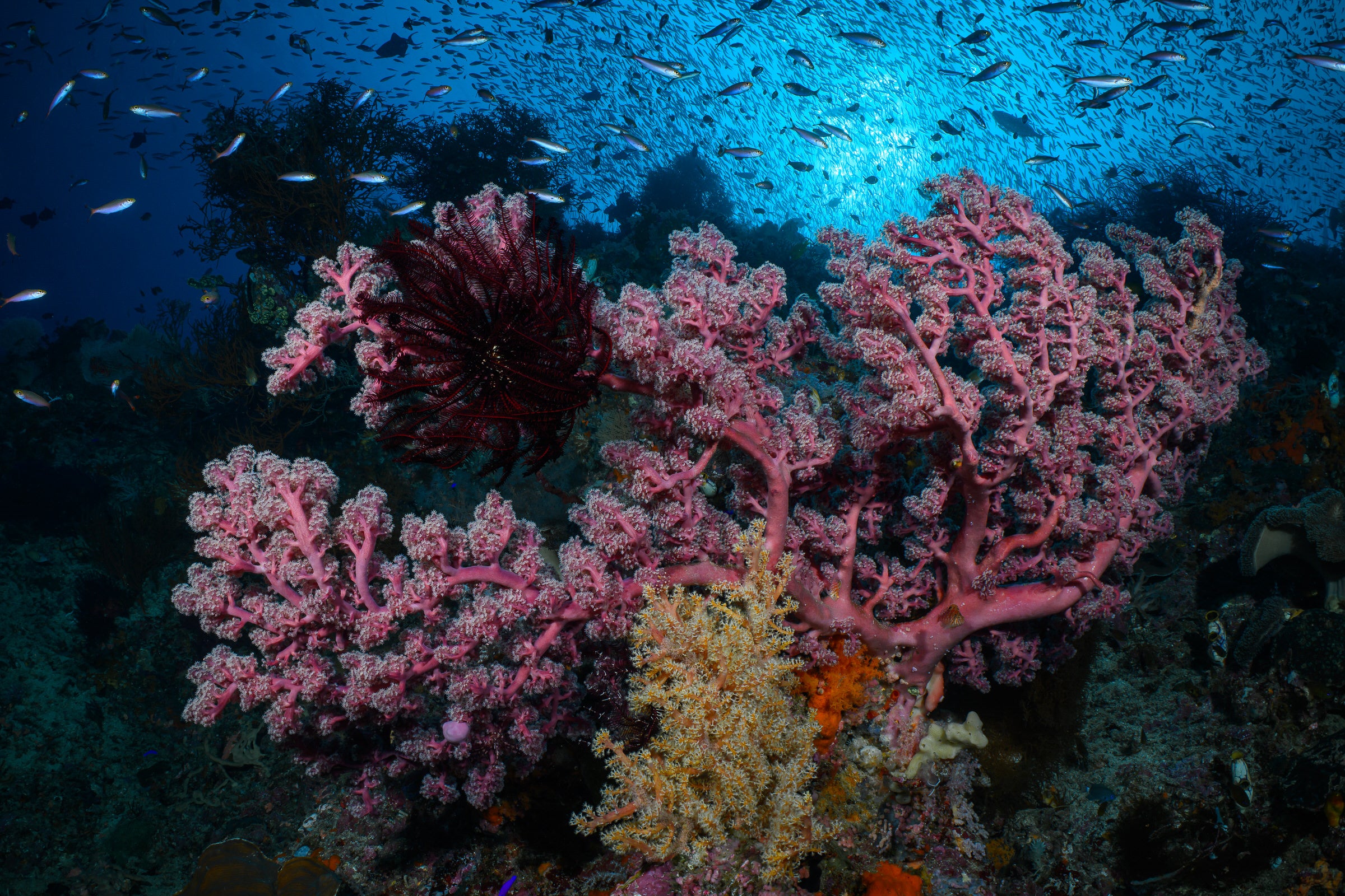 fusiliers over a coral reef